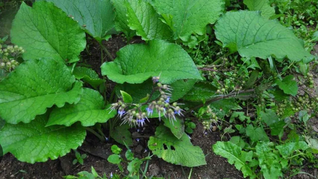 Yol kenarında yetişiyor tam bir iltihap düşmanı! Halk arasında ıspıt otu olarak biliniyor