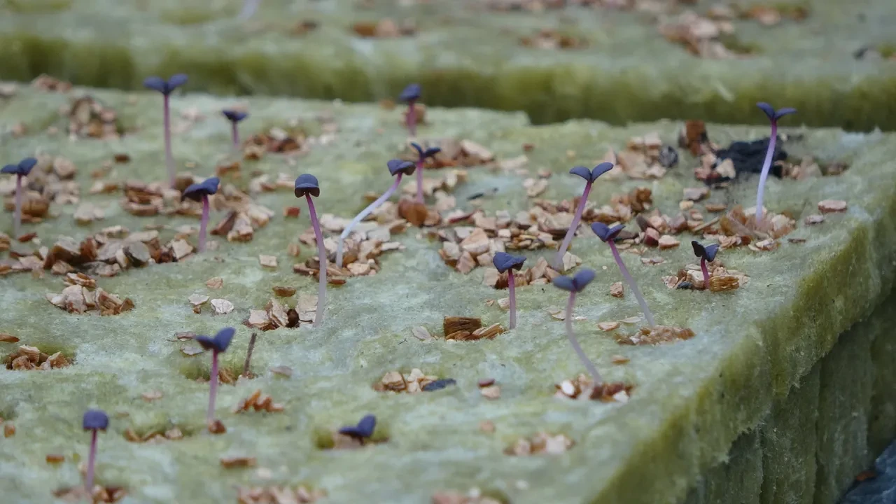 ABD'de öğrendi, Trabzon'a taşıdı! Her şey 6 yıl önce başlamıştı: Şimdi paraya para demiyor