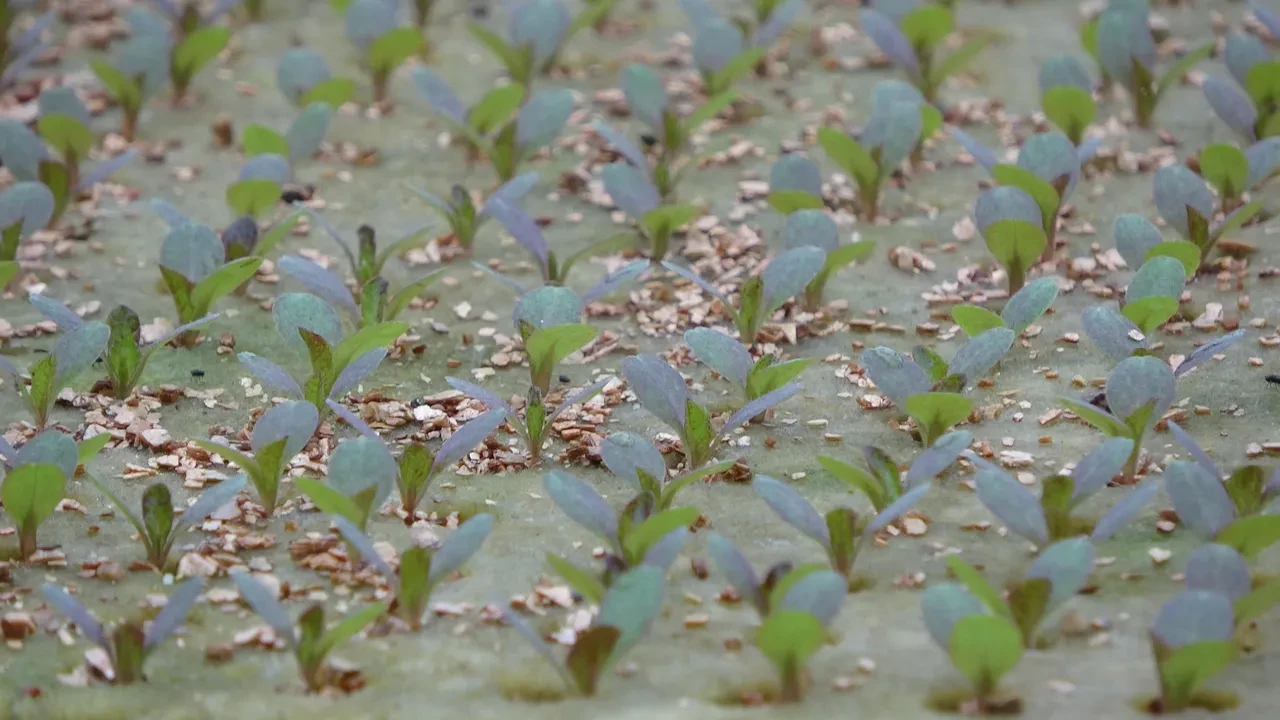 ABD'de öğrendi, Trabzon'a taşıdı! Her şey 6 yıl önce başlamıştı: Şimdi paraya para demiyor
