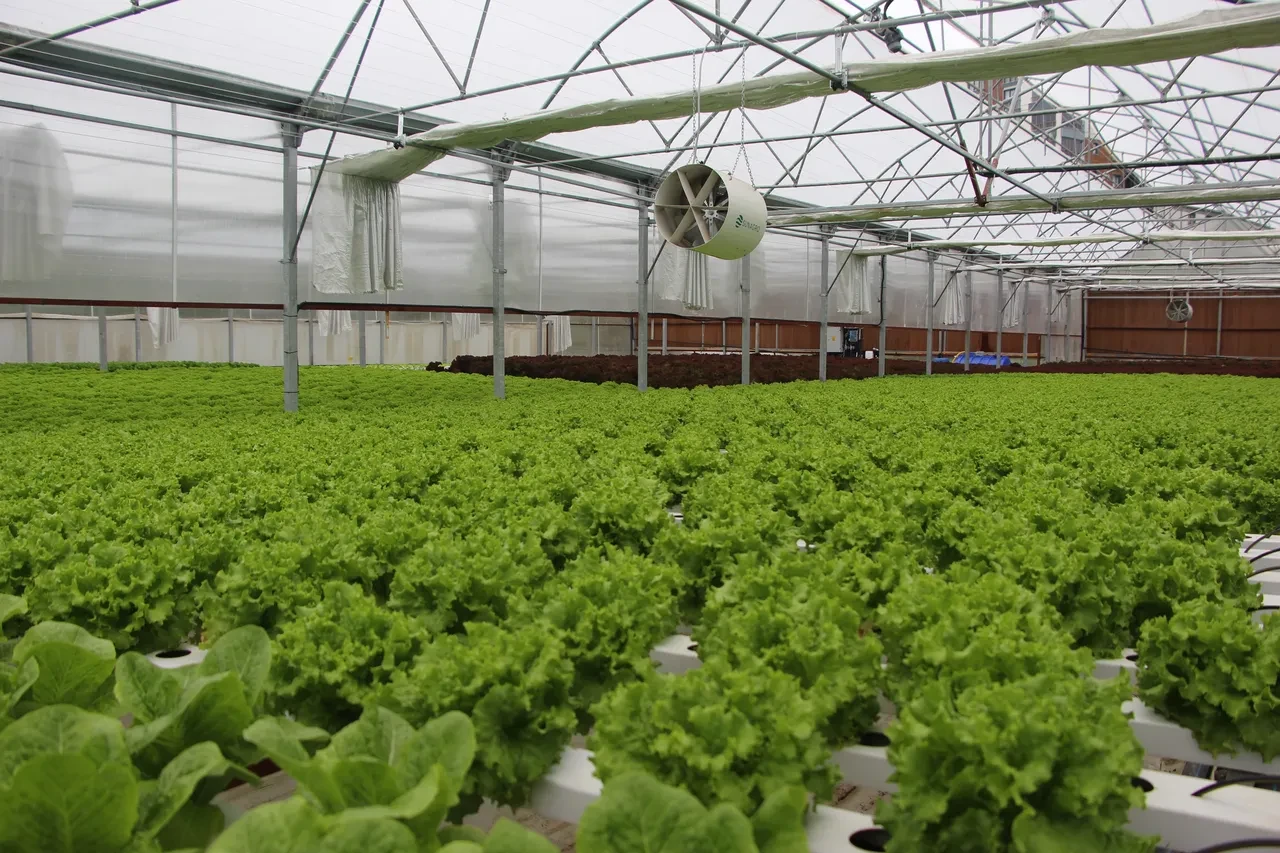 ABD'de öğrendi, Trabzon'a taşıdı! Her şey 6 yıl önce başlamıştı: Şimdi paraya para demiyor