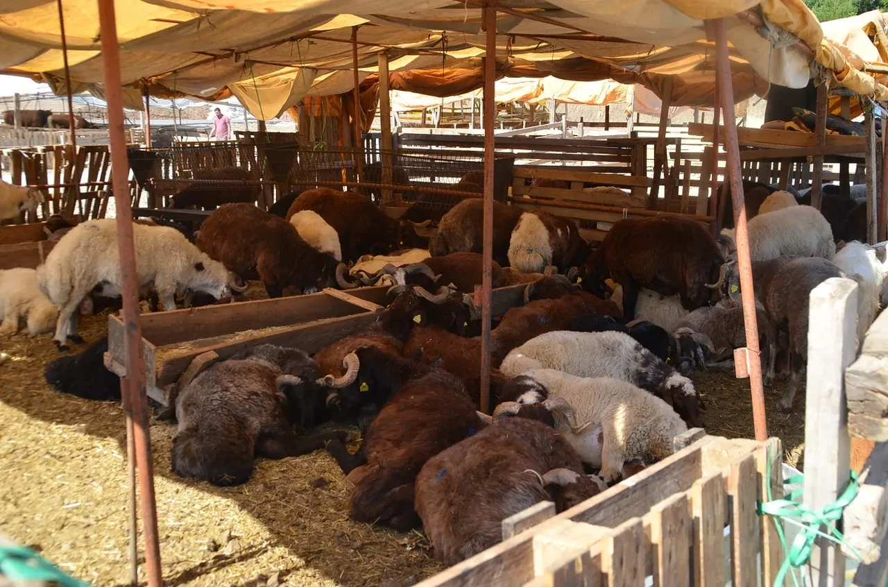 Bakanlık açıkladı! İşte Kurban Bayramı'nda alınacak sıkı tedbirler 