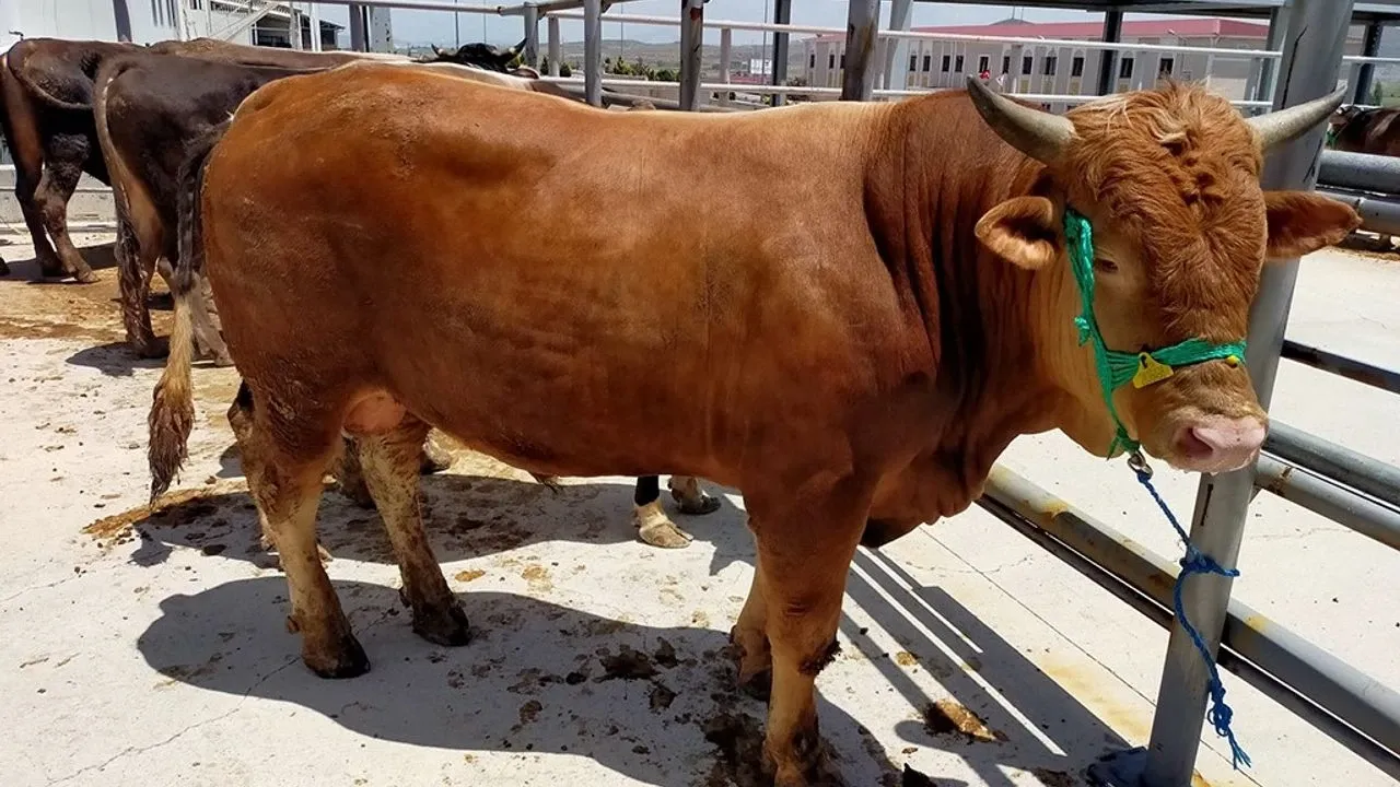 Bakanlık açıkladı! İşte Kurban Bayramı'nda alınacak sıkı tedbirler 
