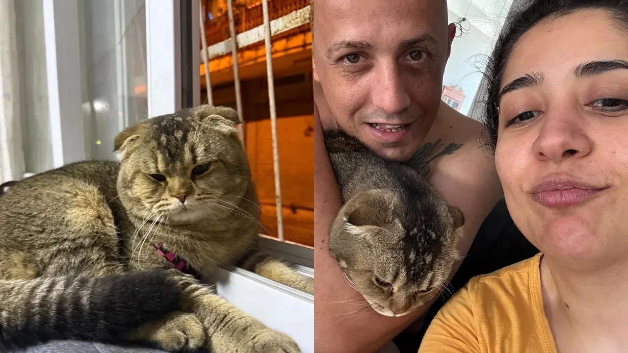 Daha önce görülmemiş olay: Kayıp kedi bulunmazsa evlilikleri bitecek 