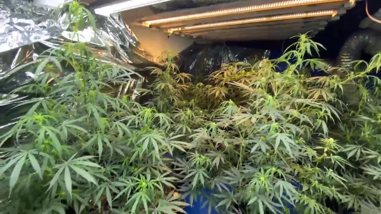 İzlediği videolardan etkilendi! Evini uyuşturucu tarlasına çevirdi