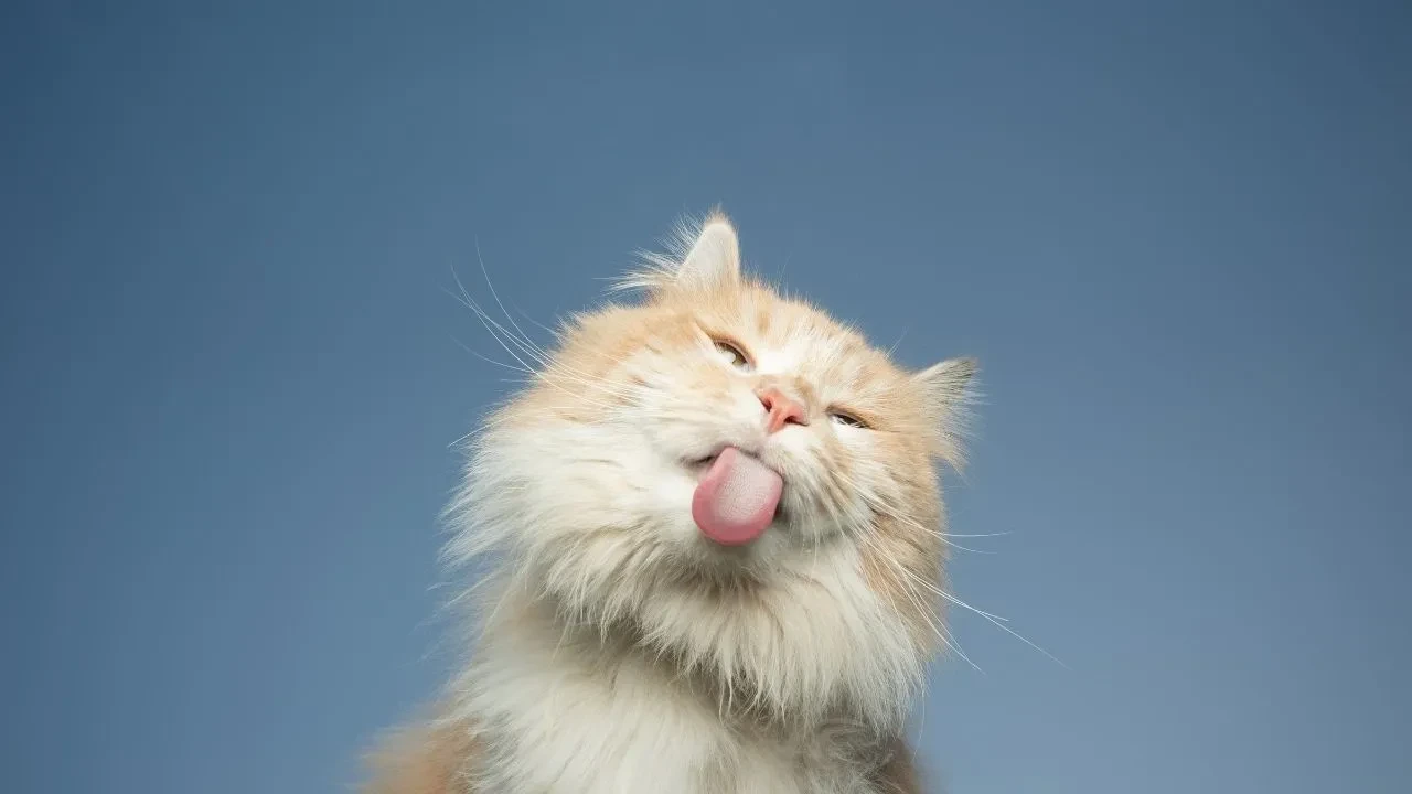 Kedilerin aslında nereden geldiği ortaya çıktı! Kökeni o bölgeyi işaret ediyor