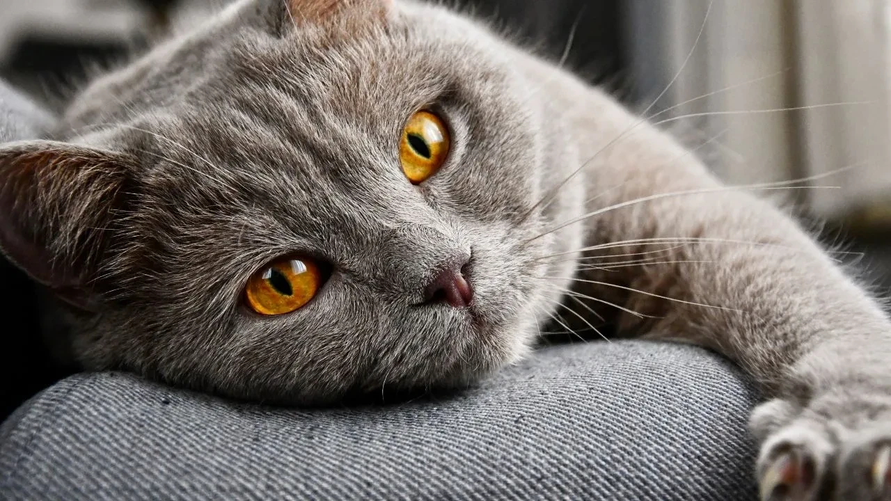 Kedilerin aslında nereden geldiği ortaya çıktı! Kökeni o bölgeyi işaret ediyor