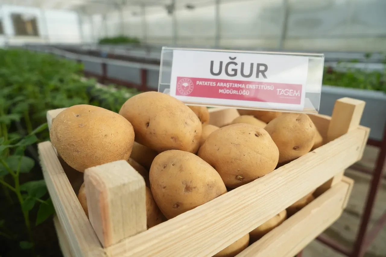 Kolay bozulmuyor, rengi açık sarı, adı: Uğur