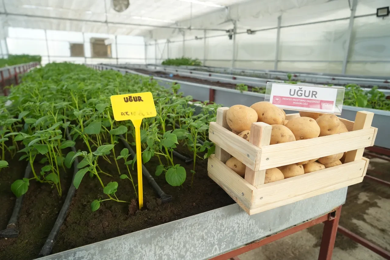 Kolay bozulmuyor, rengi açık sarı, adı: Uğur