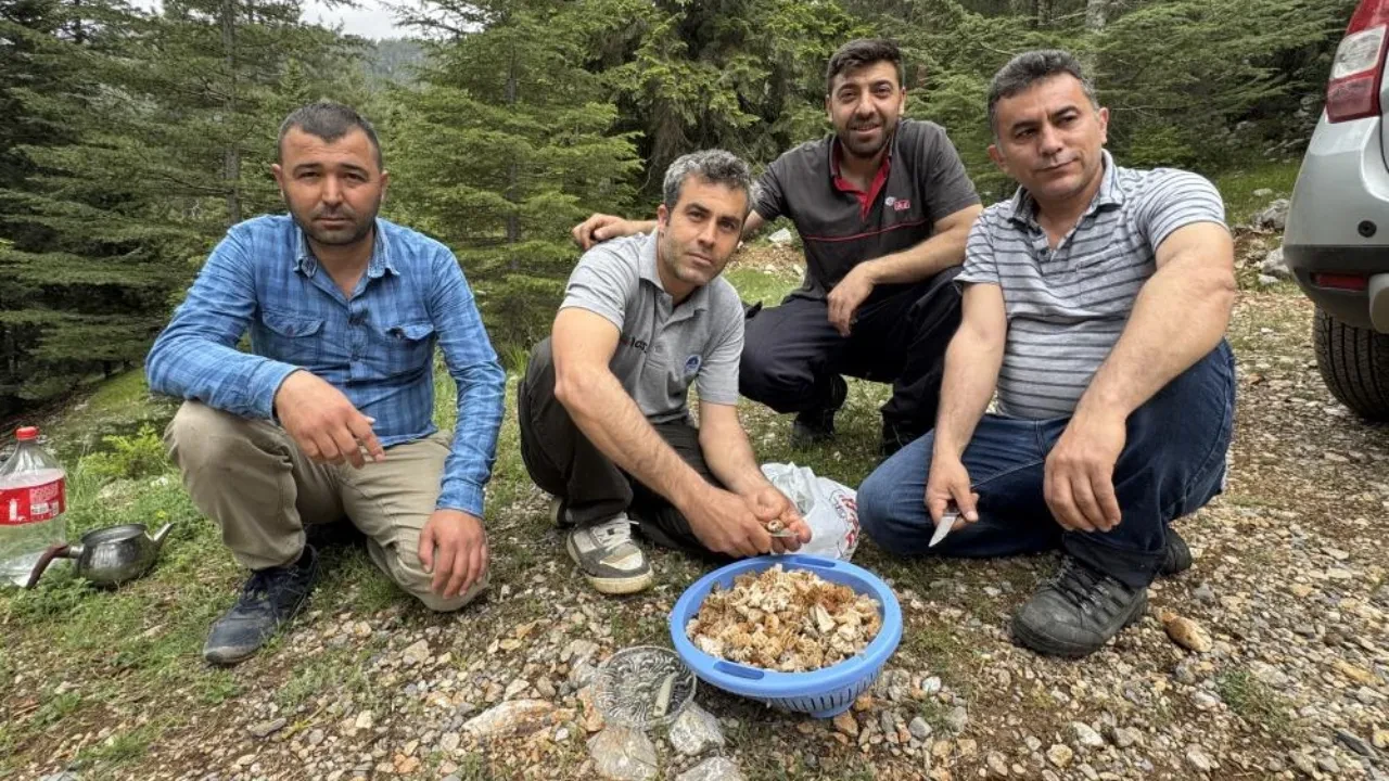 Mantar avcılarının kuzugöbeği’ tutkusu: 