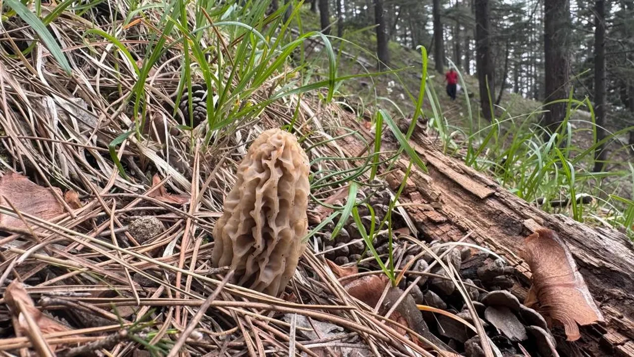 Mantar avcılarının kuzugöbeği’ tutkusu: 'Altın bulsak bu kadar sevinmeyiz'