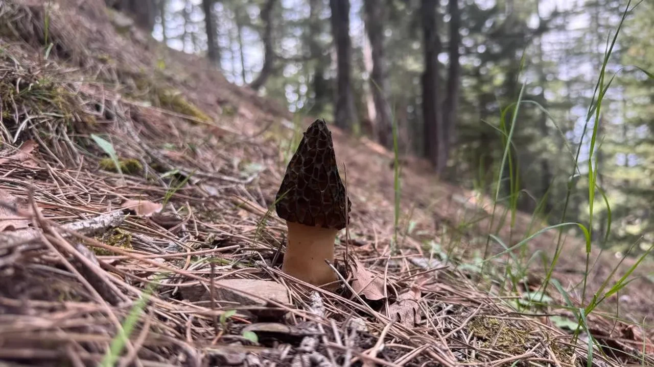 Mantar avcılarının kuzugöbeği’ tutkusu: 'Altın bulsak bu kadar sevinmeyiz'