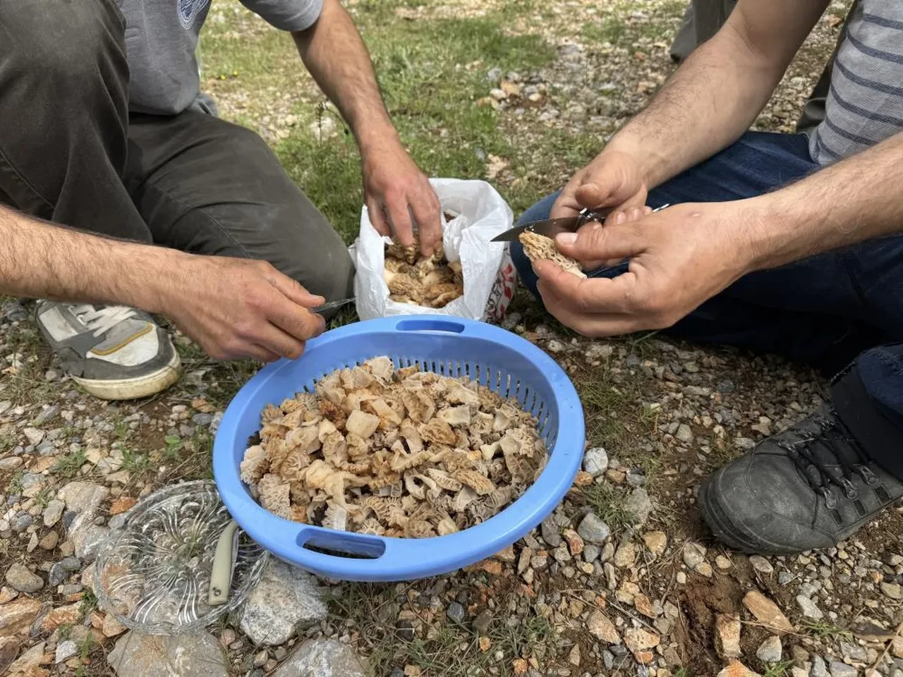 Mantar avcılarının kuzugöbeği’ tutkusu: 'Altın bulsak bu kadar sevinmeyiz'