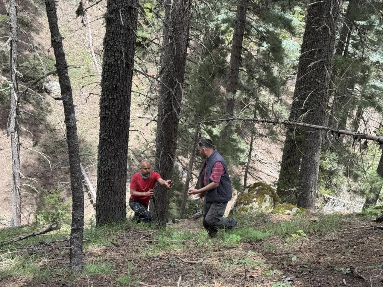 Mantar avcılarının kuzugöbeği’ tutkusu: 'Altın bulsak bu kadar sevinmeyiz'