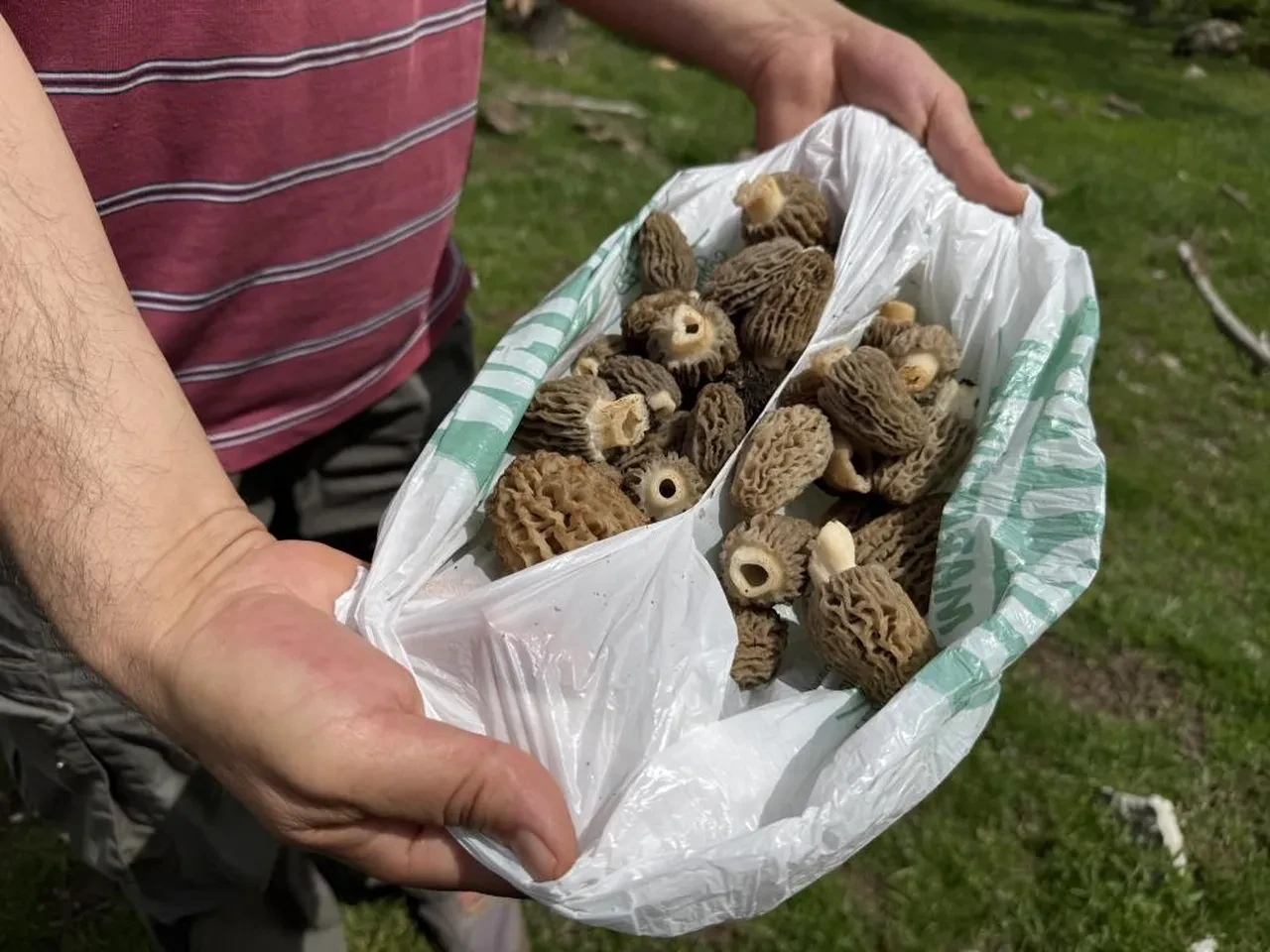 Mantar avcılarının kuzugöbeği’ tutkusu: 'Altın bulsak bu kadar sevinmeyiz'