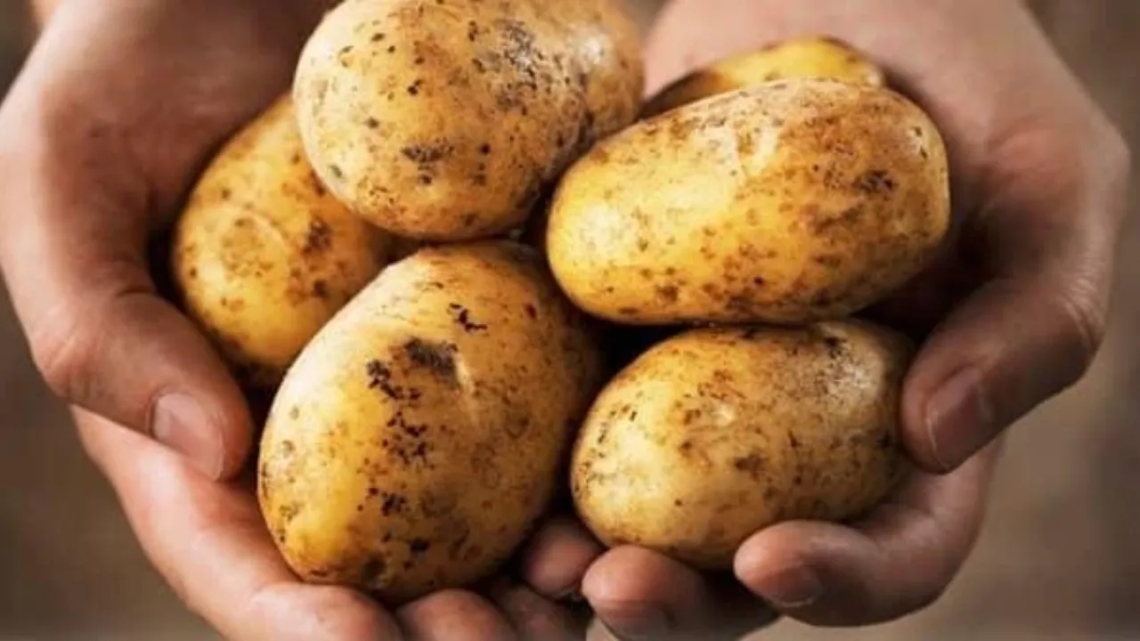 Ne filizlenme ne çürüme: Bu yöntemle patatesler 6 ay taze kalıyor!