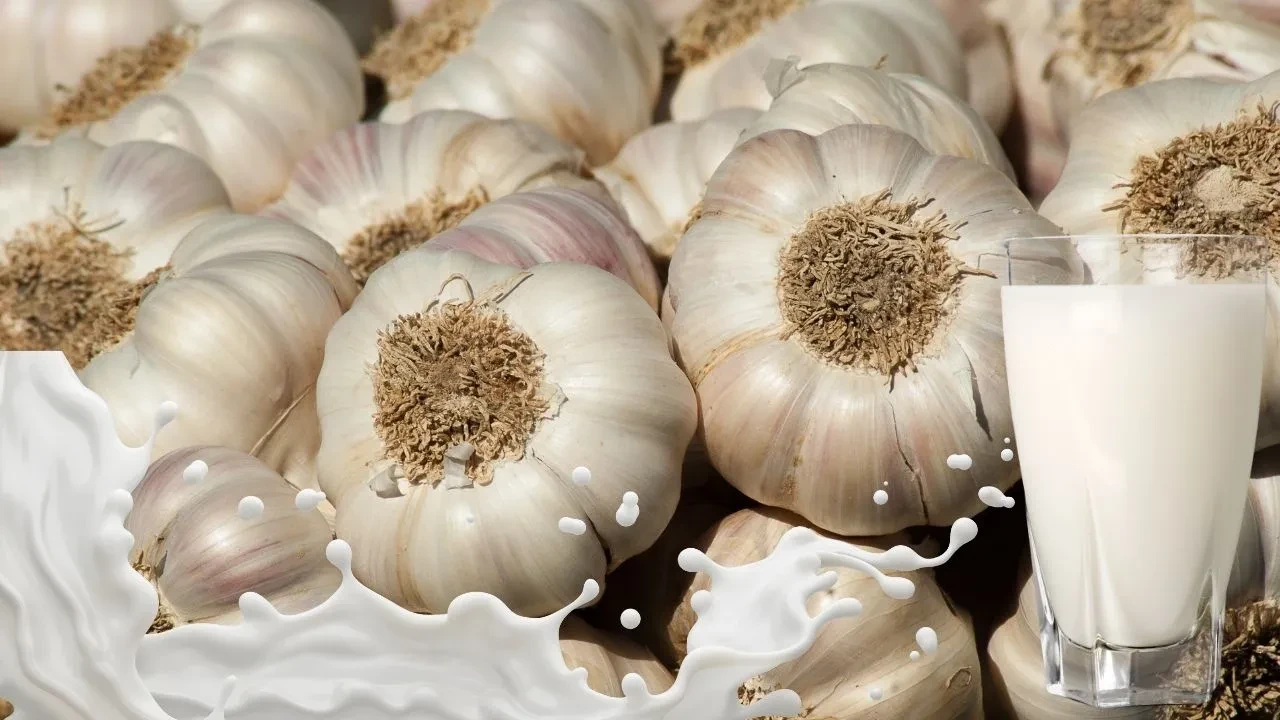 Büyüklerimizin vazgeçilmezi: Sarımsaklı süt! Boşuna önermiyorlarmış