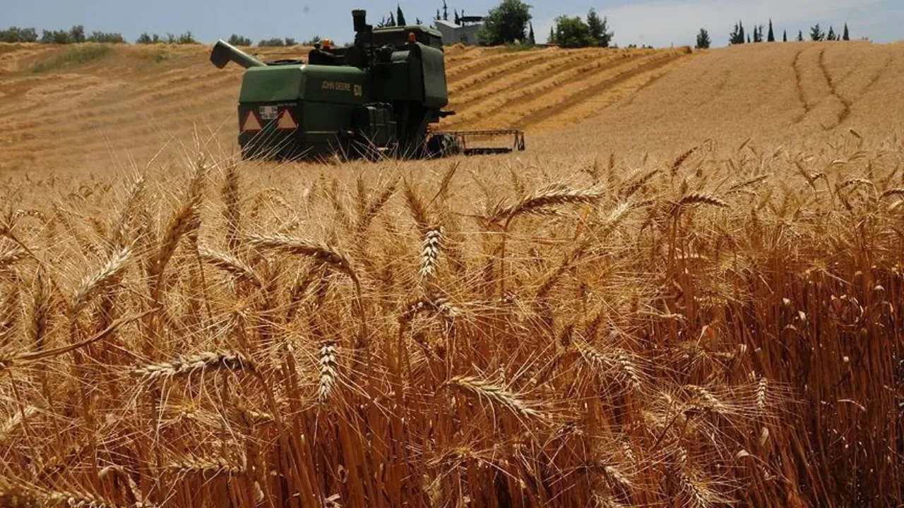 Mardin'de yılın ilk buğdayı satıldı! İlk buğdayın tonu 17 bin lira olarak belirlendi