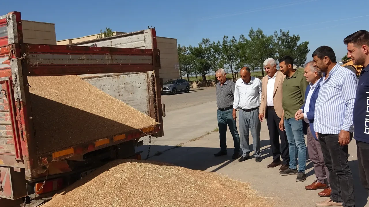 Mardin'de yılın ilk buğdayı satıldı! İlk buğdayın tonu 17 bin lira olarak belirlendi
