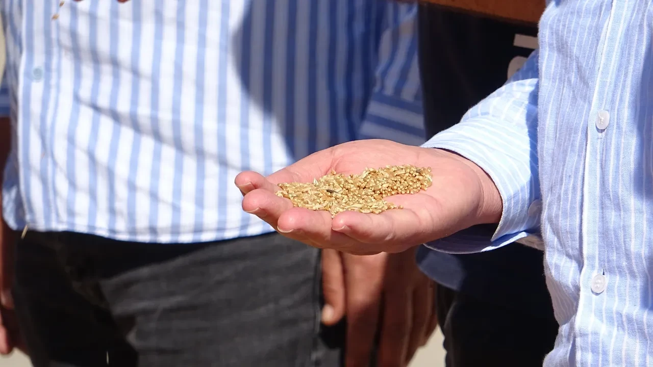 Mardin'de yılın ilk buğdayı satıldı! İlk buğdayın tonu 17 bin lira olarak belirlendi