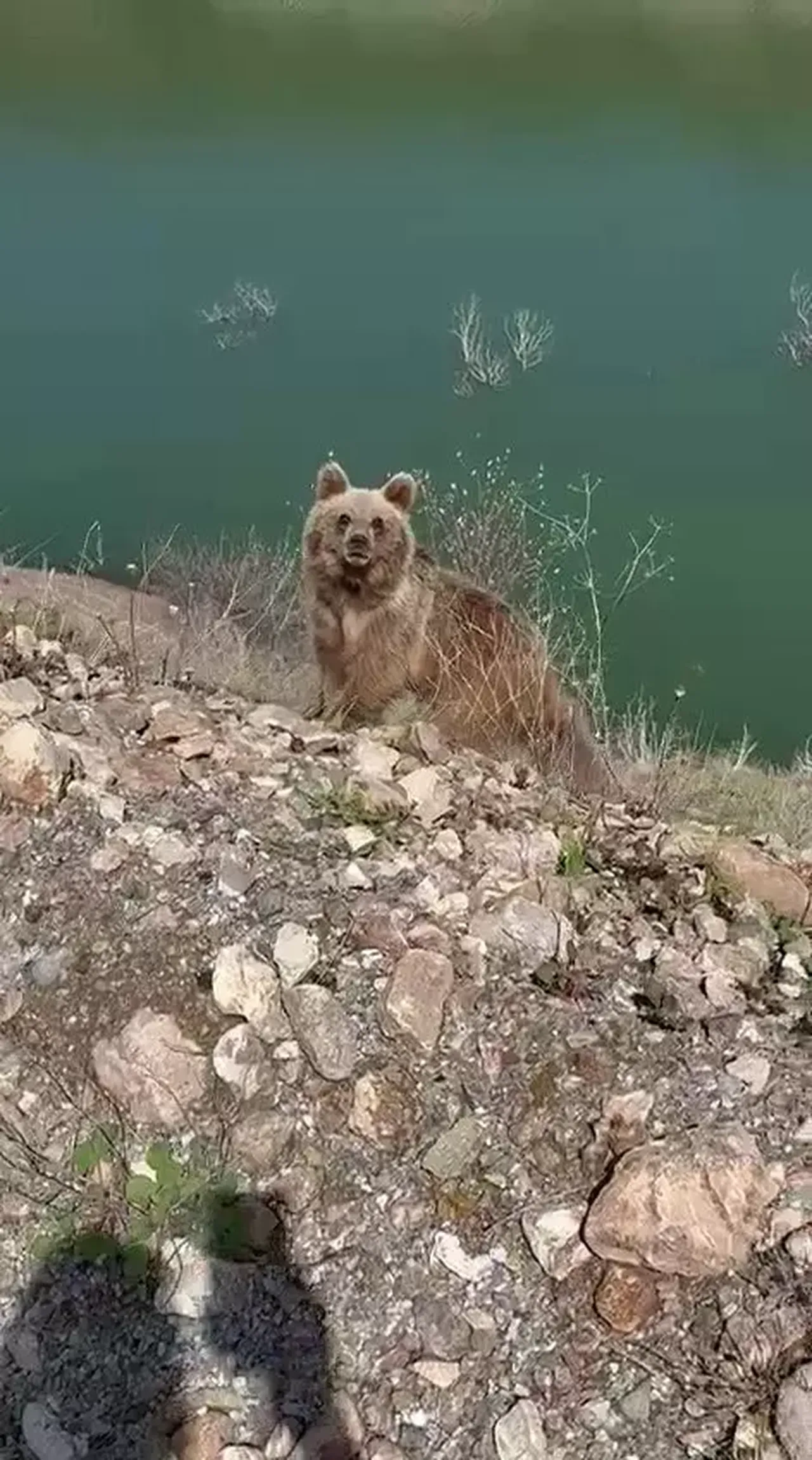 Ayı saldırısından son anda kurtuldu! Sivas'ta film gibi olay