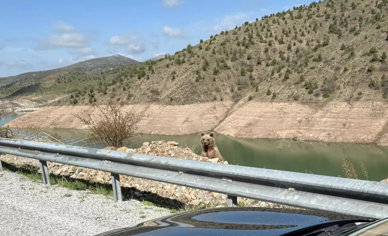 Ayı saldırısından son anda kurtuldu! Sivas'ta film gibi olay