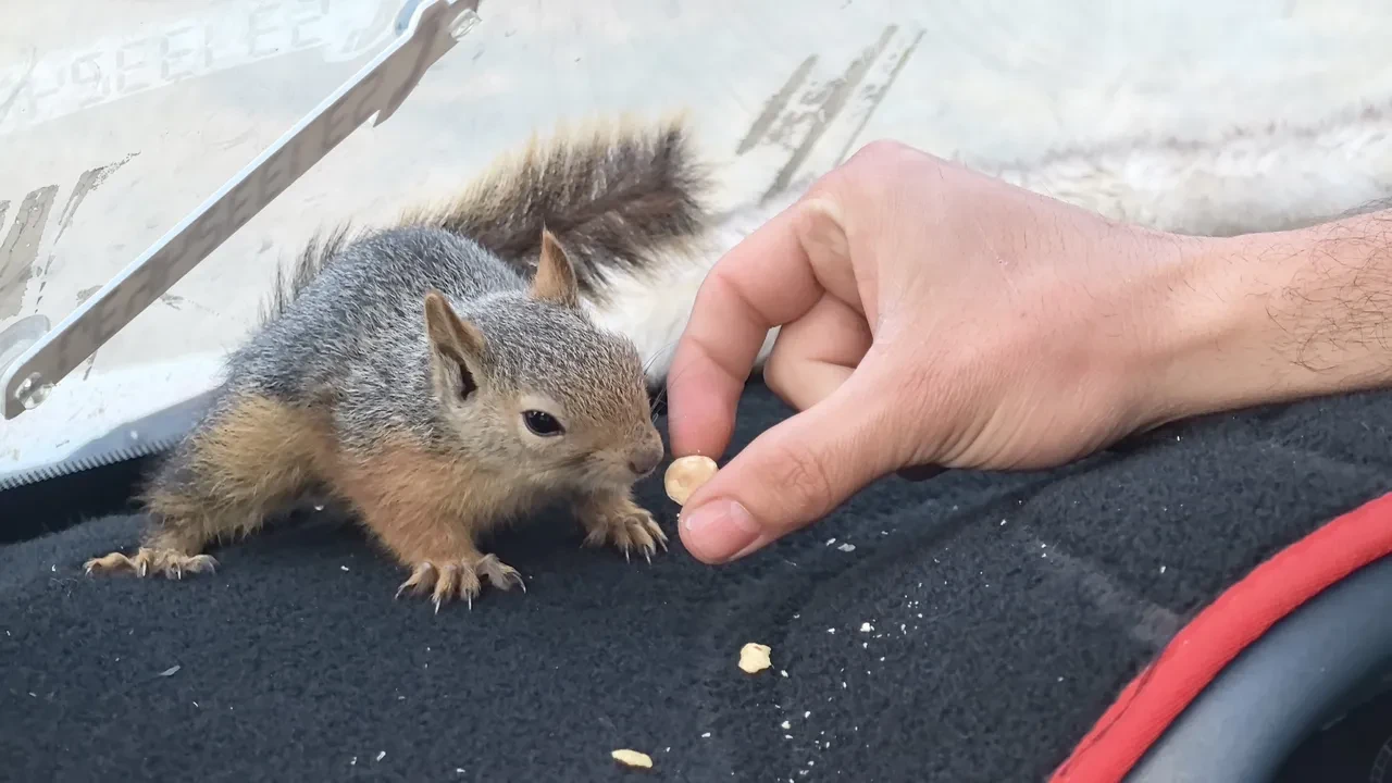 Beslediği sincap peşini bırakmadı! İnşaatta çalışmaya başladı: İşte içleri ısındıran görüntüler