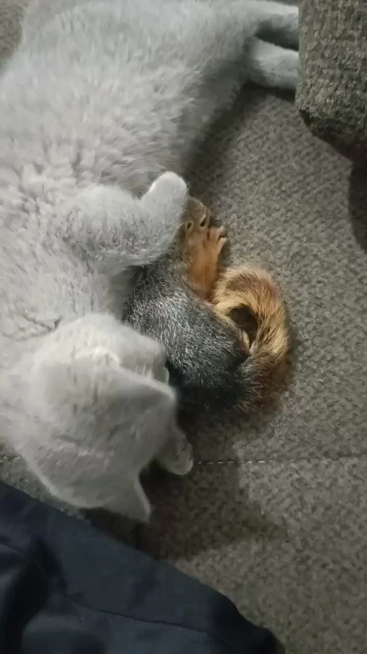 Beslediği sincap peşini bırakmadı! İnşaatta çalışmaya başladı: İşte içleri ısındıran görüntüler