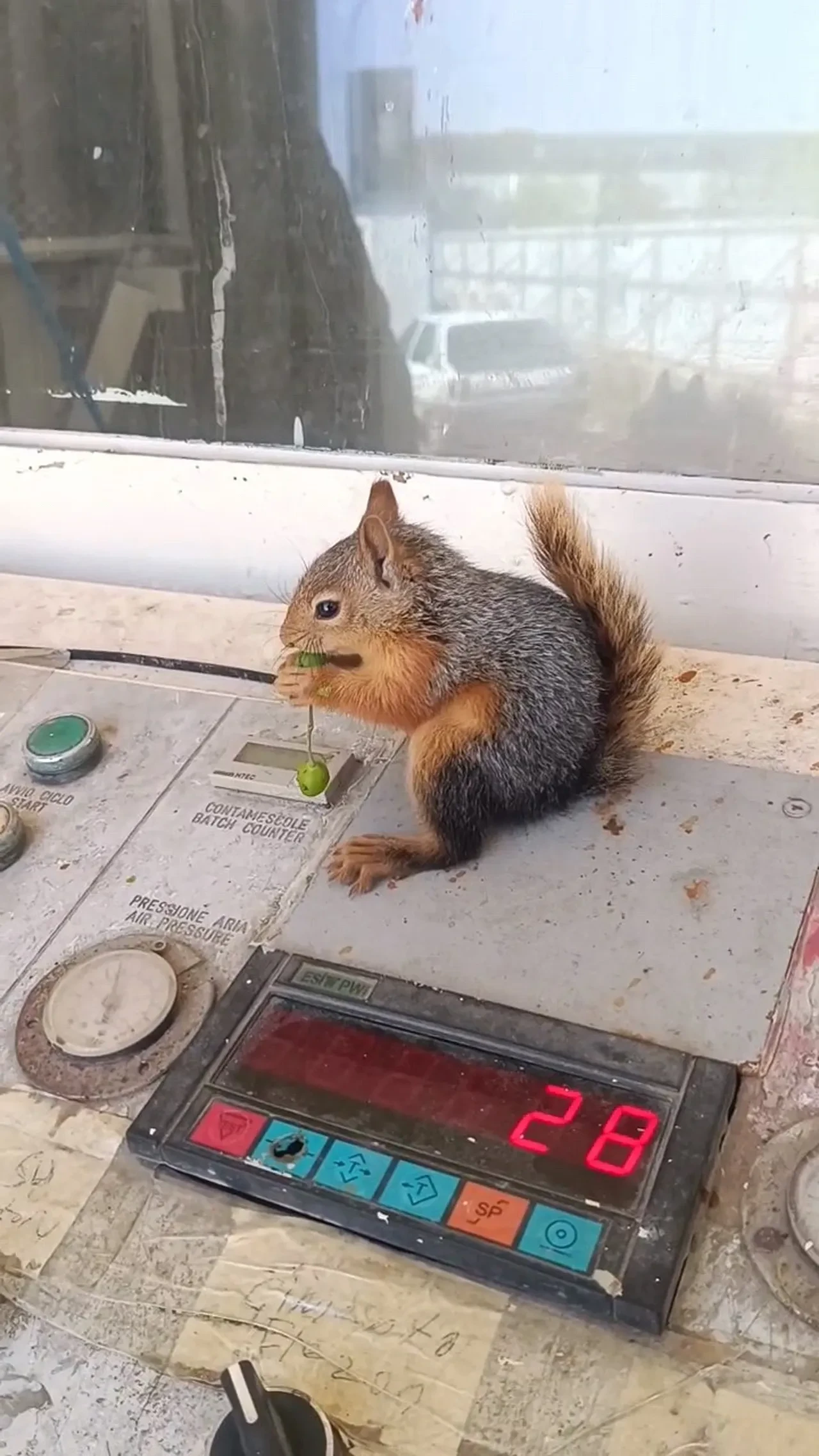 Beslediği sincap peşini bırakmadı! İnşaatta çalışmaya başladı: İşte içleri ısındıran görüntüler
