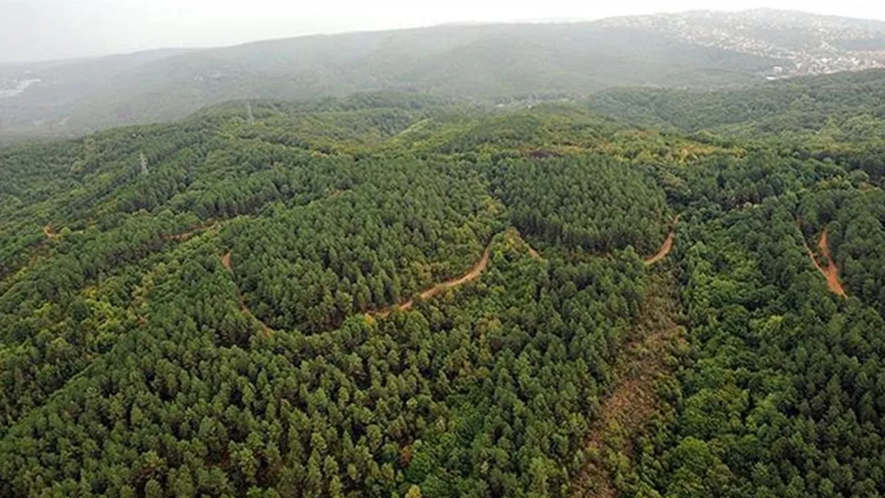 Kütahya'da ormanlara giriş yasaklandı! İşte nedeni