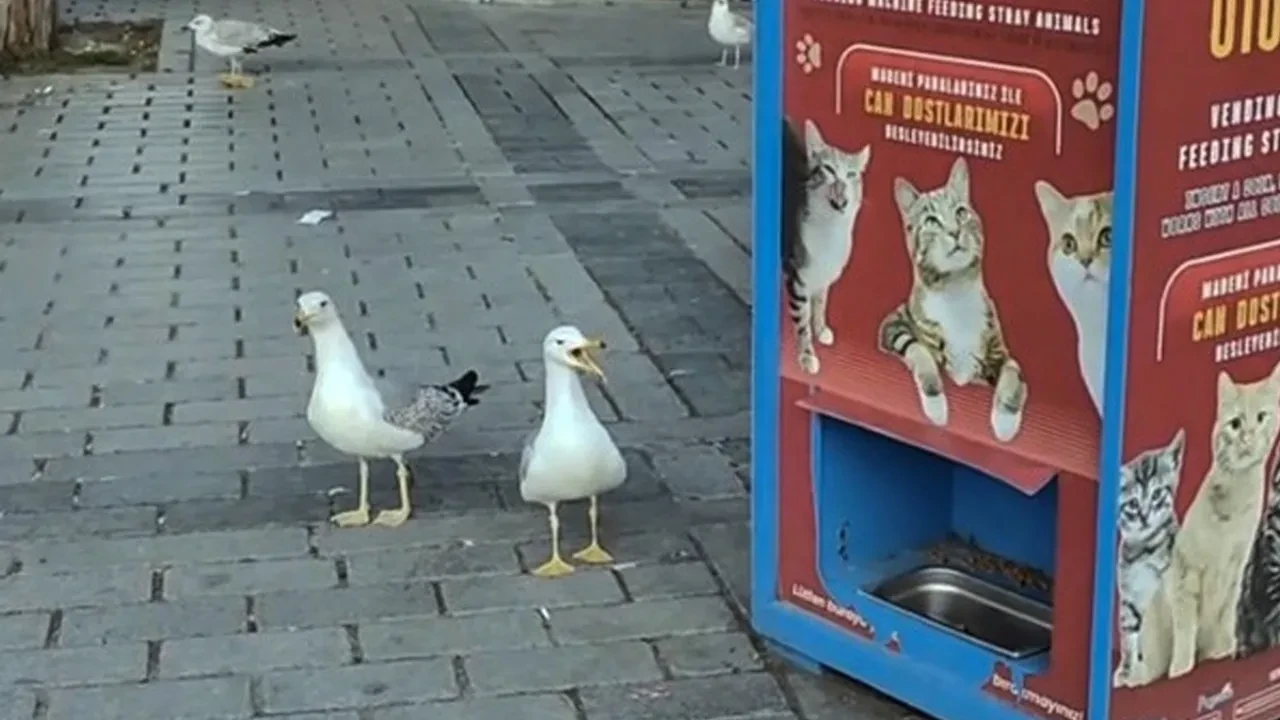 Martıların kedi taklidi sosyal medyada viral oldu