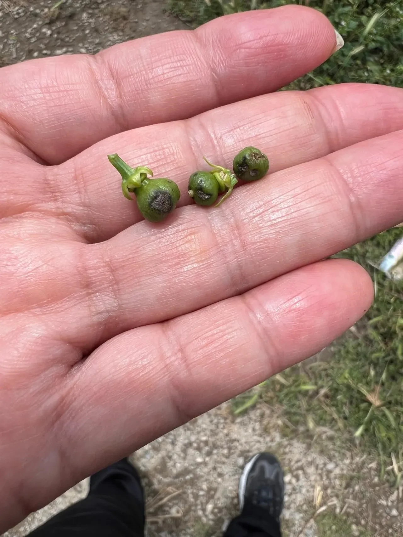 Tarım arazileri zarar gördü! Mısır, buğday ve salatalığı sağanak ve dolu vurdu!