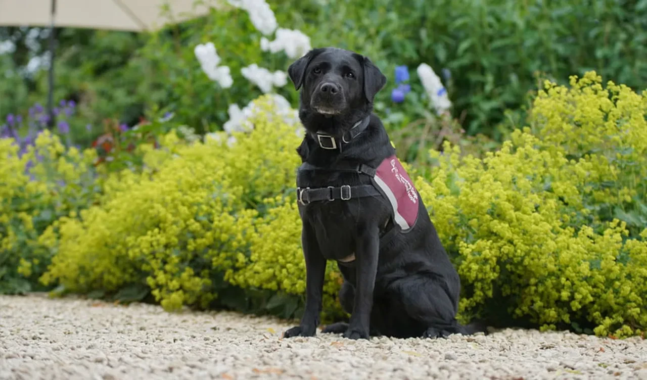 Bir gecede sağır kaldı! Yıllardır çare arıyor