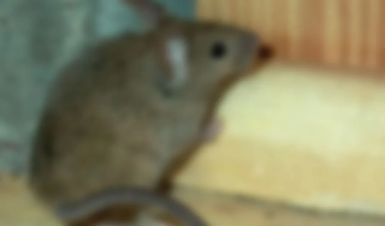 Fare küçük bebeği canlı canlı yedi! Ebeveynler gözaltına alındı