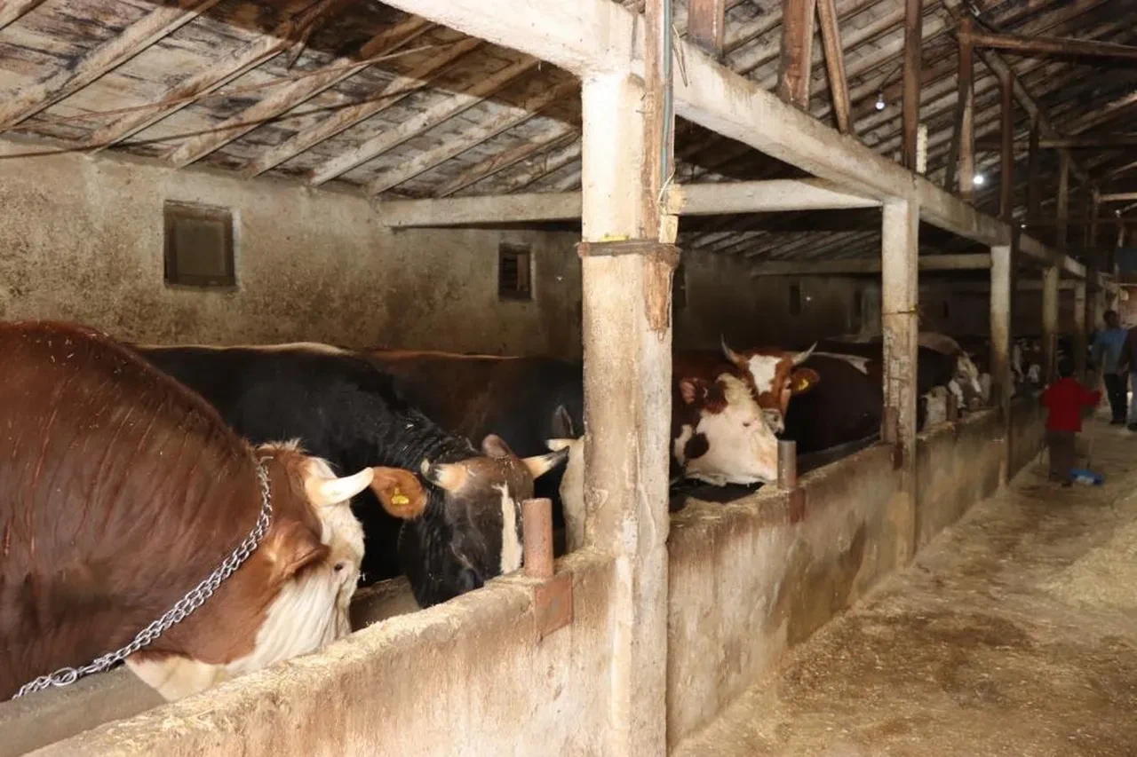 Kurban pazarlarında fiyatlar belli oldu: Kurbanlıklar 350 bin liraya kadar çıkıyor!