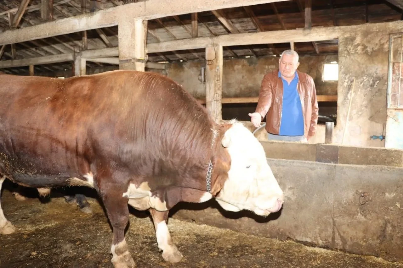 Kurban pazarlarında fiyatlar belli oldu: Kurbanlıklar 350 bin liraya kadar çıkıyor!
