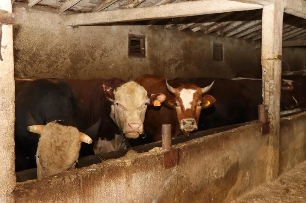 Kurban pazarlarında fiyatlar belli oldu: Kurbanlıklar 350 bin liraya kadar çıkıyor!