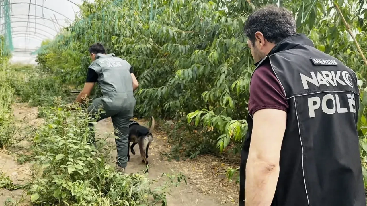 Şeftali serasına gizlemişler! Çuval çuval ele geçirildi
