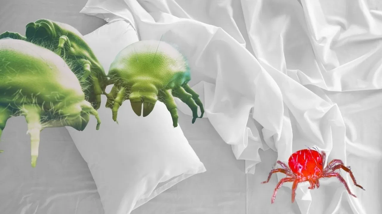 Uyanınca yorgun oluyorsanız yatağınızda bu 3 şey olabilir! Yataktaki görünmeyen tehlikeler