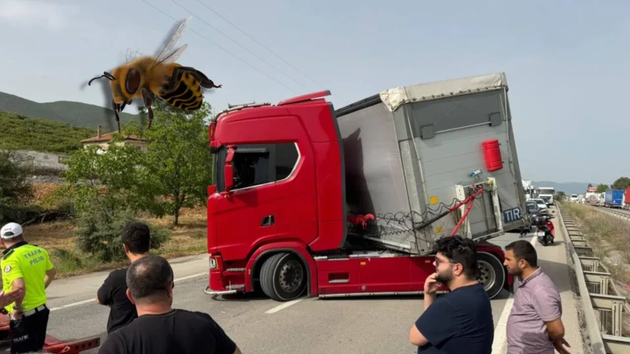 Bir arı yüzlerce kişiyi yolda bıraktı! 