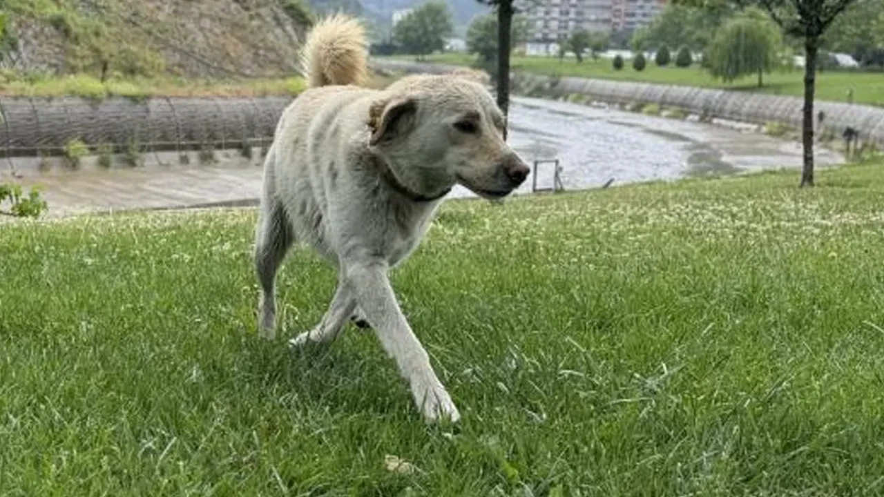 Bankada mahsur kalan köpek ortalığı karıştırdı! Alarm çaldı, herkes hırsız sandı