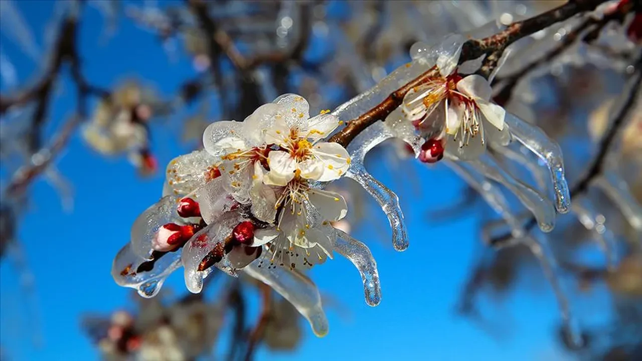 Çiftçinin borcu silinecek mi? Bazı ürünlerde yüzde 100 kayıp