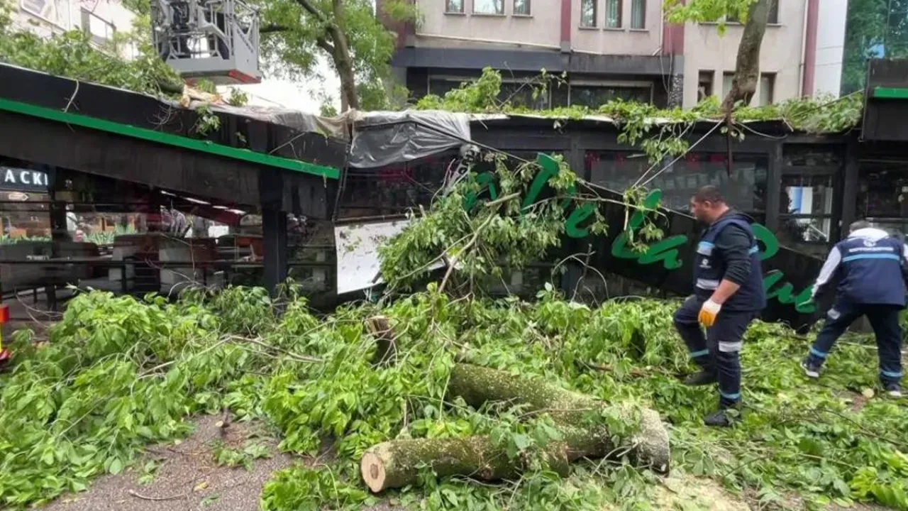 Facia teğet geçti! Dev ağaç kafenin üzerine devrildi