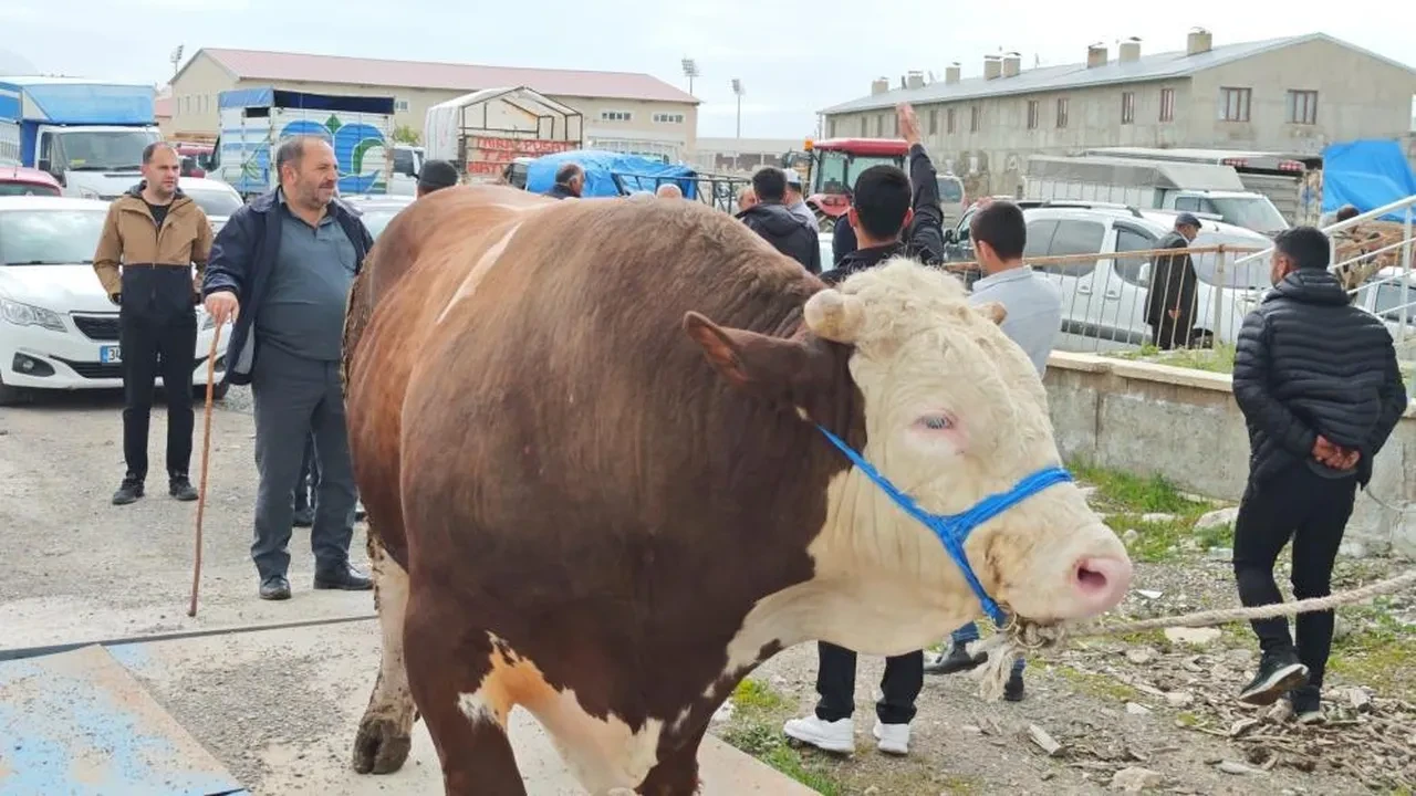 Görücüye çıkan kurbanlıklara yaklaşan yok! Fiyatlar cep yakıyor