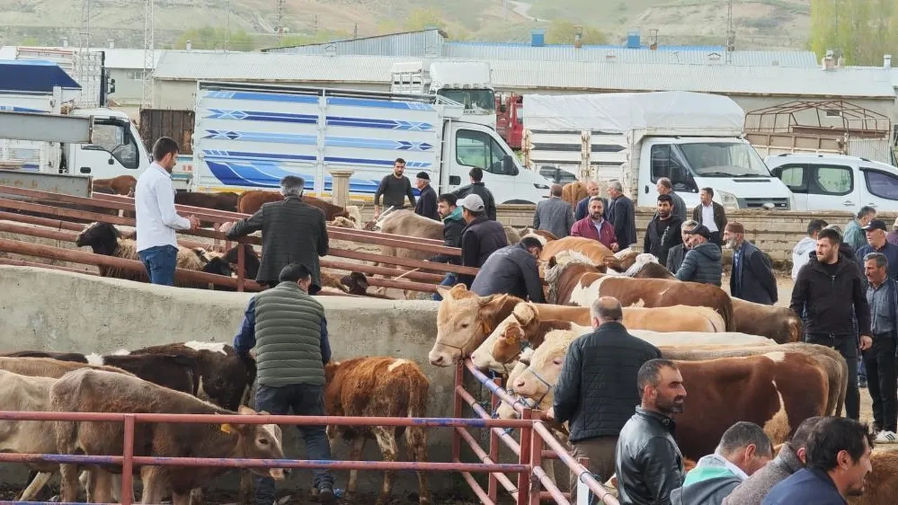 Görücüye çıkan kurbanlıklara yaklaşan yok! Fiyatlar cep yakıyor