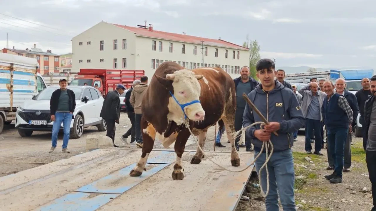 Görücüye çıkan kurbanlıklara yaklaşan yok! Fiyatlar cep yakıyor