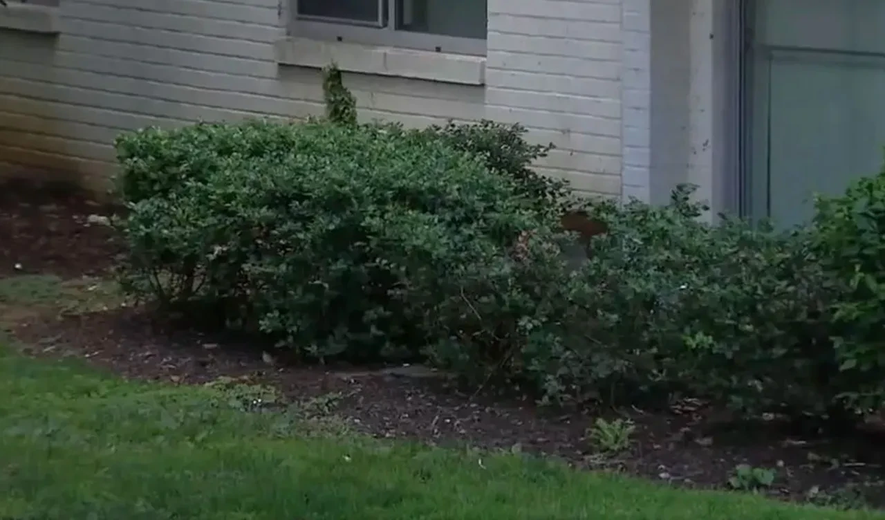 İki yaşındaki çocuk gökdelenin 15. katından düştü: Sadece kolu kırıldı 