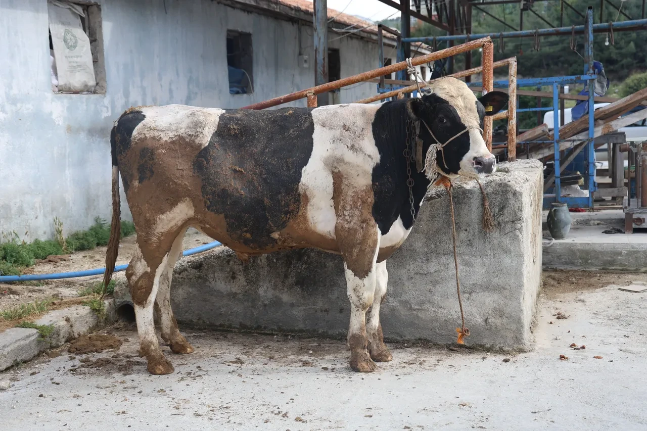 Kurbanlık alırken dikkat! Dolandırıcıların 'kurban'ı olabilirsiniz