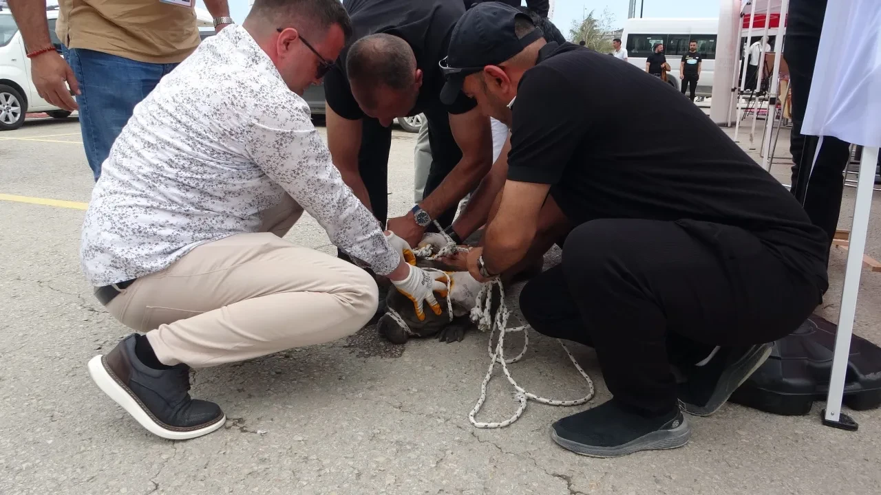 Malatya'da AVM'de pitbull dehşeti! Bir kadını yaraladı, 4 kişi güçlükle kontrol altına alabildi