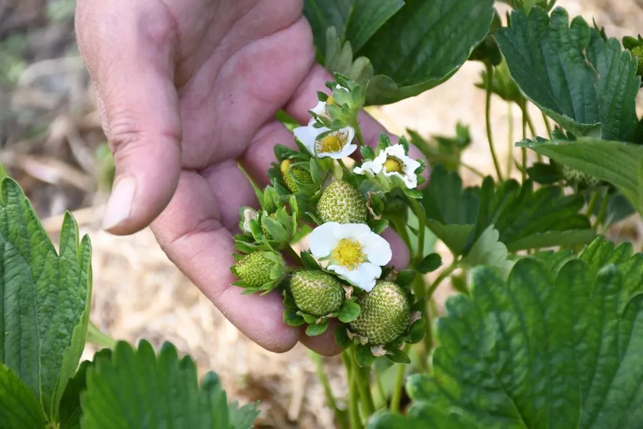 Pandemide kenti bırakıp köyüne döndü! Şimdi talepleri yetiştiremiyor
