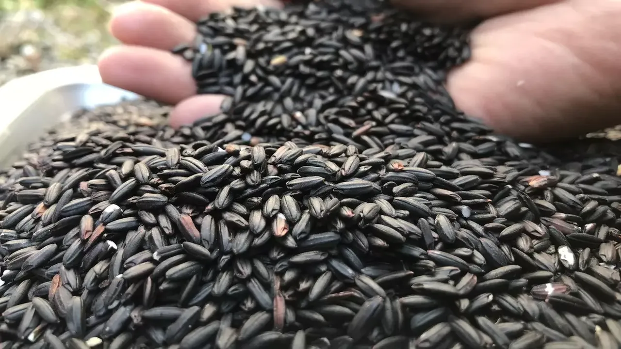 Sağlıklı diye biliniyordu beyin hasarı kanser ve kalp hastalığı riskine neden olduğu ortaya çıktı